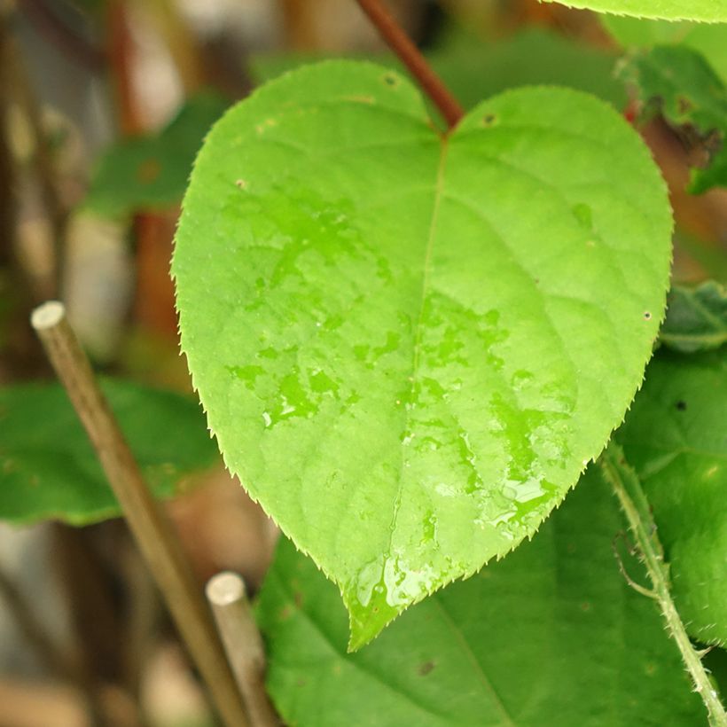 Mini kiwi Actinidia arguta Geneva (femmina) (Fogliame)