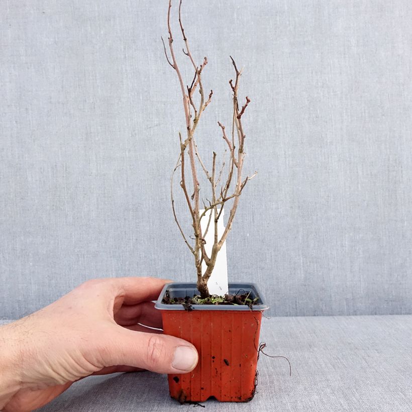 Mini kiwi Actinidia arguta Ken's Red Vasetto da 8/9 cm esemplare consegnato in inverno