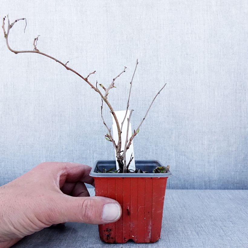 Mini kiwi Actinidia arguta Ken's Red Vasetto da 8/9 cm esemplare consegnato in primavera