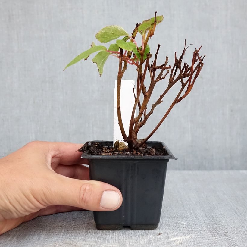 Esemplare di Mini kiwi Actinidia arguta Ken's Red Vasetto da 8/9 cm come consegnato in autunno