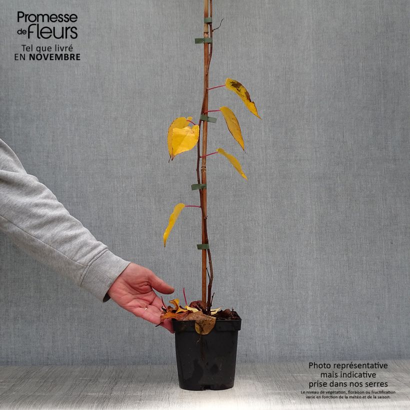 Esemplare di Mini kiwi Actinidia arguta Ken's Red Vaso da 1,5L/2L come consegnato in autunno