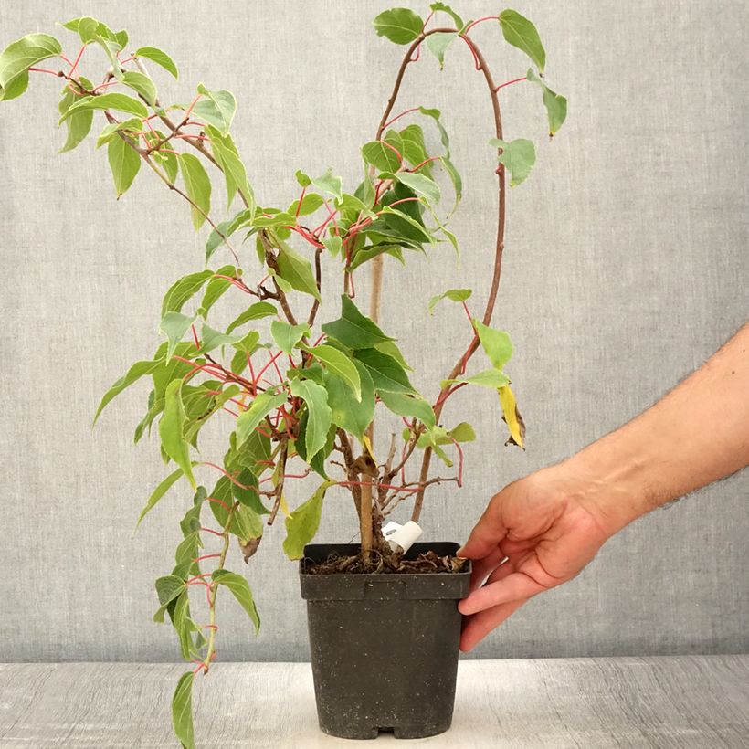 Esemplare di Mini kiwi Actinidia arguta Ken's Red Vaso da 1,5L/2L consegnato in estate