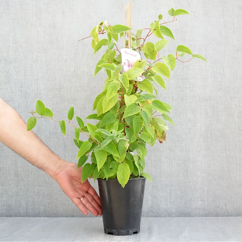 Esemplare di Mini kiwi actinidia arguta Mariered  (pianta femminile) Vaso da 2L/3L consegnato in estate