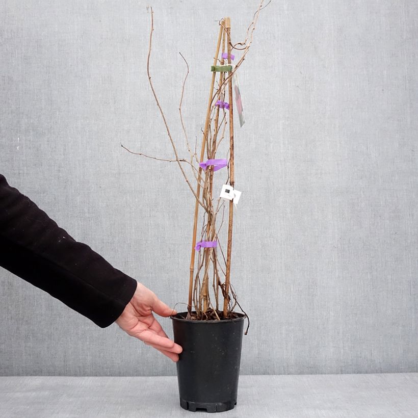 Mini kiwi actinidia arguta Mariered  (pianta femminile) Vaso da 2L/3L esemplare consegnato in inverno