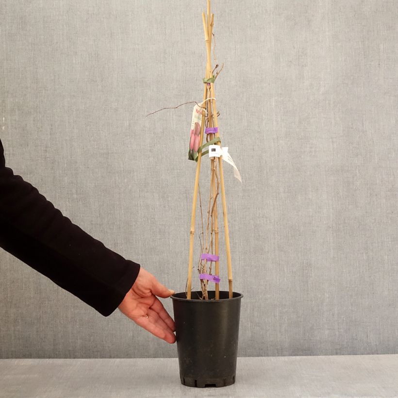 Mini kiwi actinidia arguta Mariered  (pianta femminile) Vaso da 2L/3L esemplare consegnato in primavera