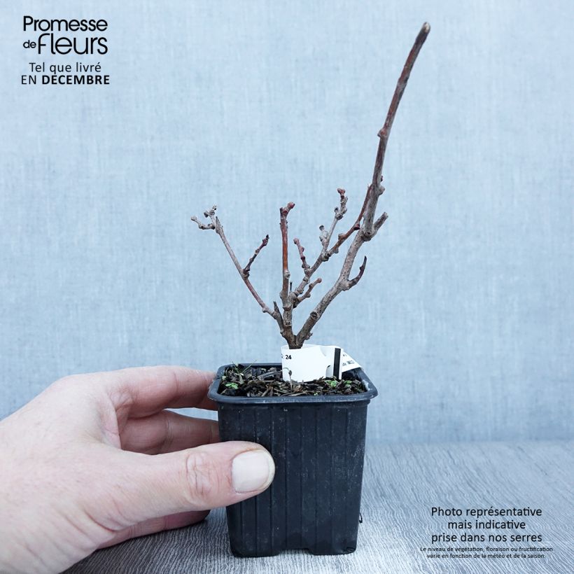 Esemplare di Mini kiwi Actinidia arguta Purpurea (Feminna) Vasetto da 8/9 cm come consegnato in autunno