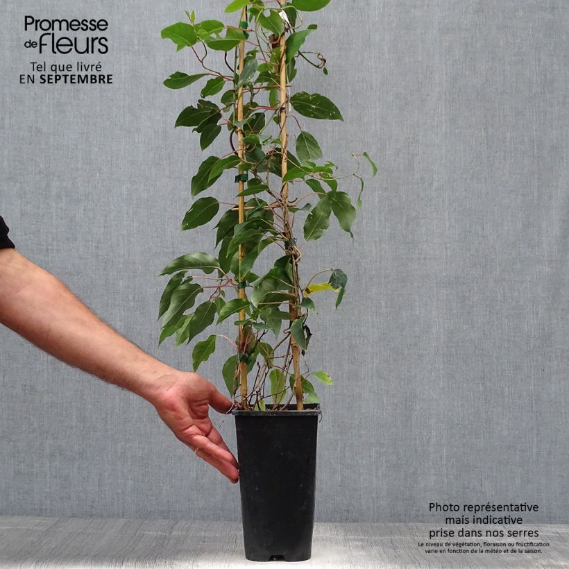Esemplare di Mini kiwi Actinidia arguta Purpurea (Feminna) Vaso da 2L/3L come consegnato in autunno
