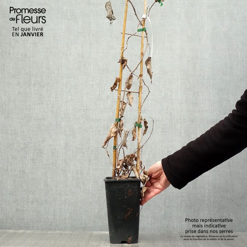 Mini kiwi Actinidia arguta Purpurea (Feminna) Vaso da 2L/3L esemplare consegnato in inverno