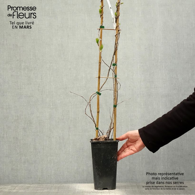 Mini kiwi Actinidia arguta Purpurea (Feminna) Vaso da 2L/3L esemplare consegnato in primavera