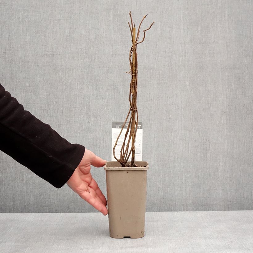 Mini kiwi Actinidia arguta Super Issaï Vaso da 1,5L/2L esemplare consegnato in inverno