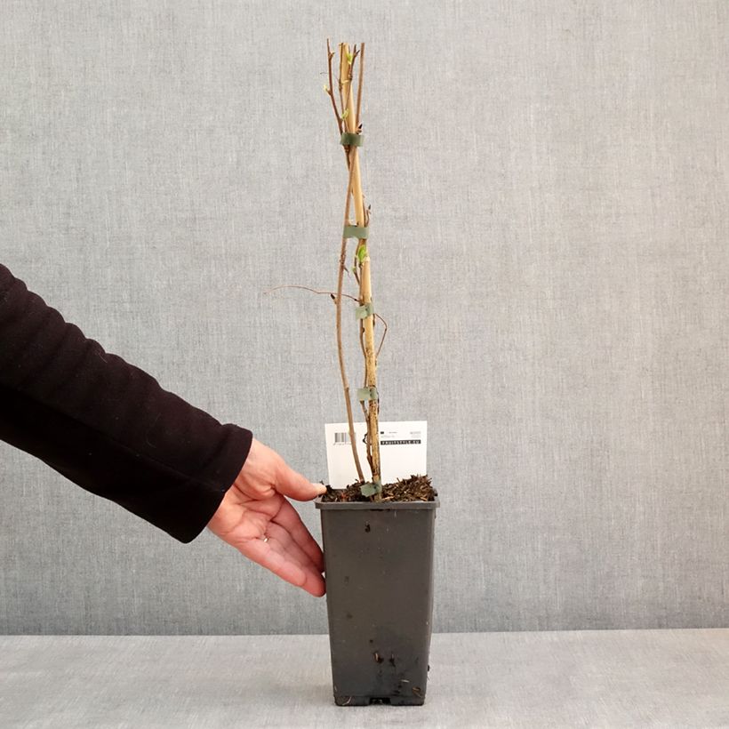 Mini kiwi Actinidia arguta Super Issaï Vaso da 1,5L/2L esemplare consegnato in primavera