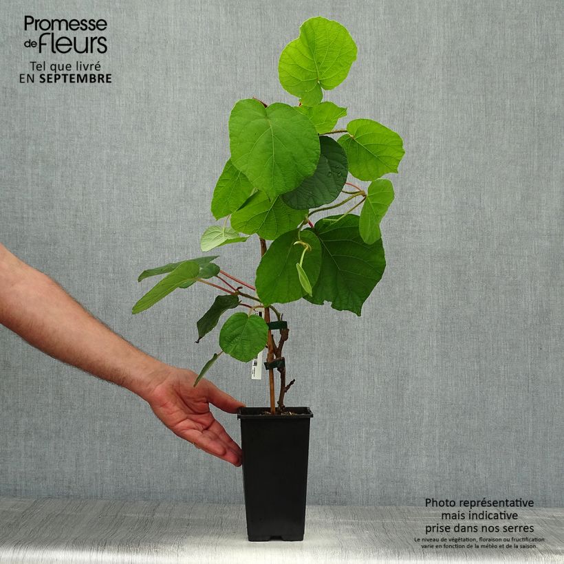 Esemplare di Kiwi Actinidia chinensis Vaso da 1,5L/2L come consegnato in autunno