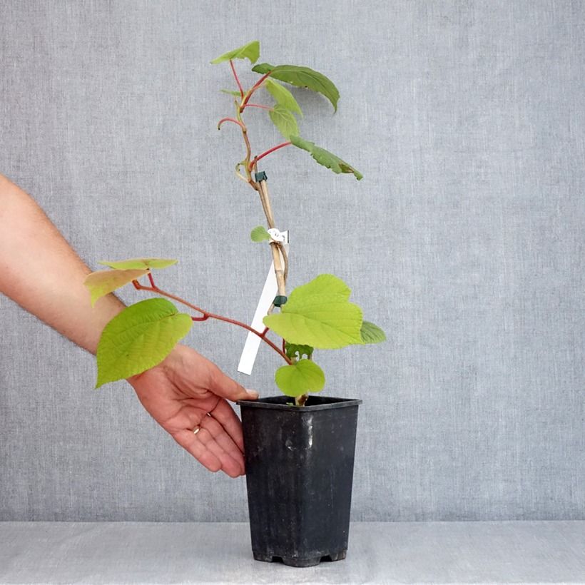 Esemplare di Kiwi Actinidia chinensis Vaso da 1,5L/2L consegnato in estate