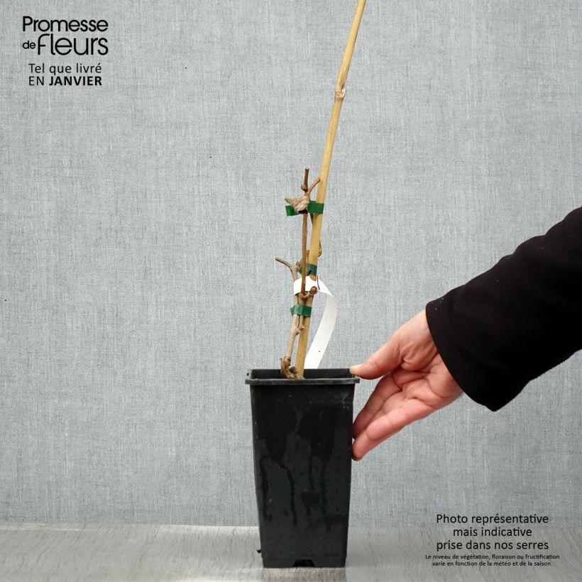 Kiwi Actinidia chinensis Vaso da 1,5L/2L esemplare consegnato in inverno