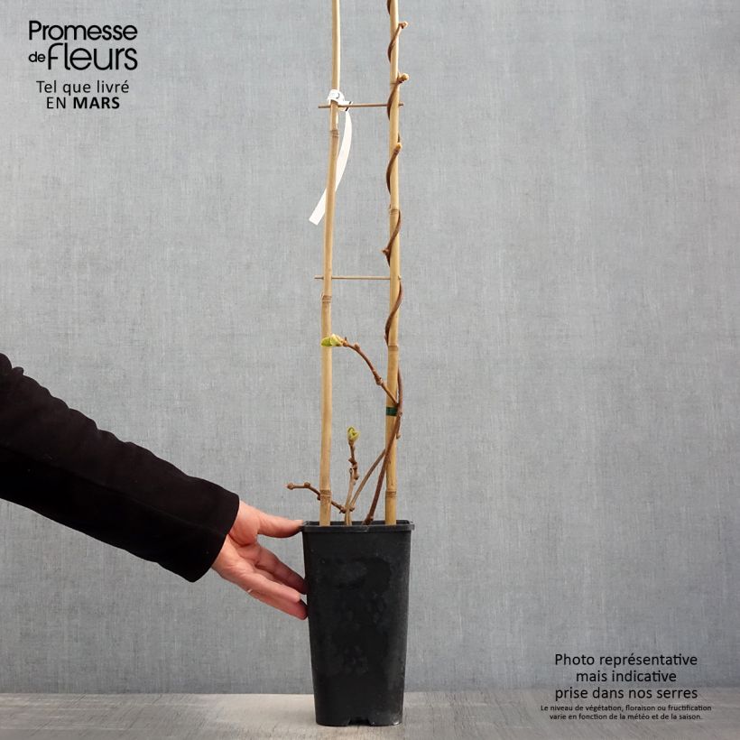 Kiwi Actinidia chinensis Vaso da 3L/4L esemplare consegnato in primavera