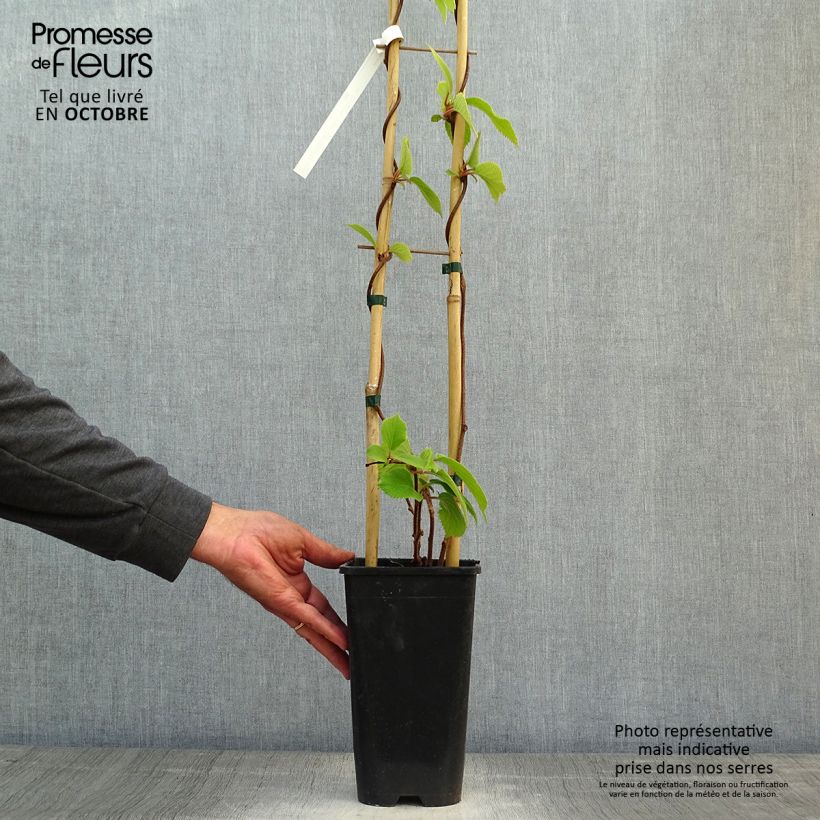 Esemplare di Kiwi Actinidia chinensis Solo Vaso da 3L/4L come consegnato in autunno