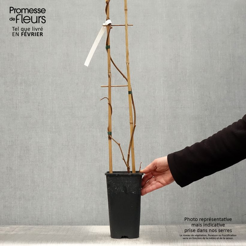 Kiwi Actinidia chinensis Solo Vaso da 3L/4L esemplare consegnato in inverno