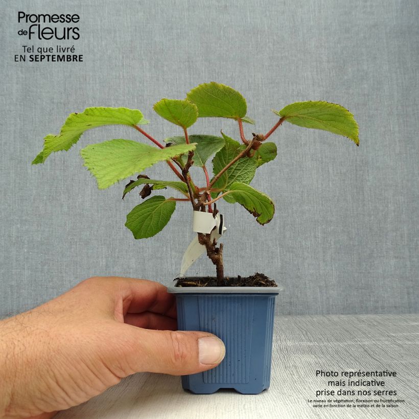 Esemplare di Kiwi Actinidia chinensis Bruno (Feminna) Vasetto da 8/9 cm come consegnato in autunno