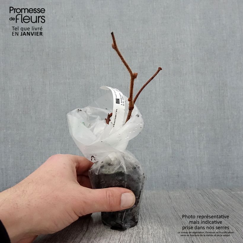 Kiwi Actinidia chinensis Bruno (Feminna) Vasetto da 8/9 cm esemplare consegnato in inverno