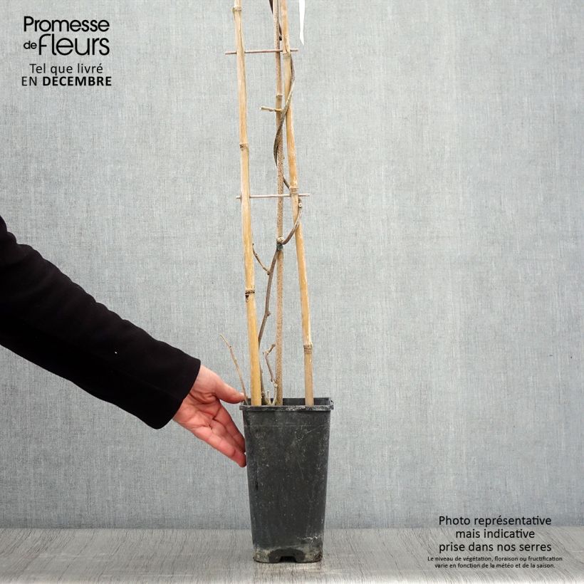 Esemplare di Kiwi Actinidia deliciosa Monty Vaso da 2L/3L come consegnato in autunno
