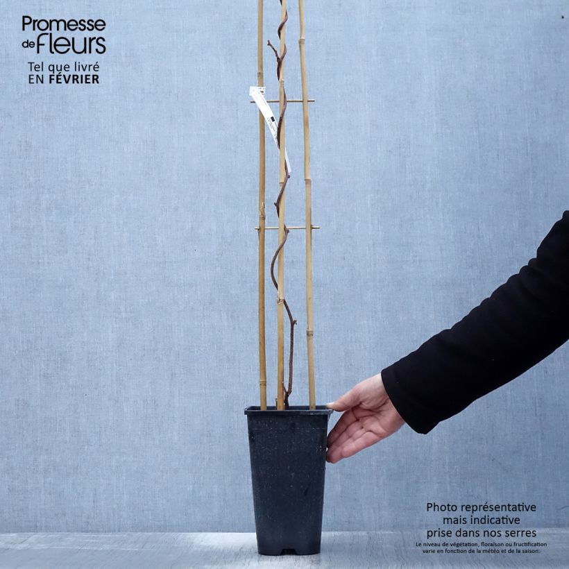 Kiwi Actinidia deliciosa Monty Vaso da 2L/3L esemplare consegnato in inverno