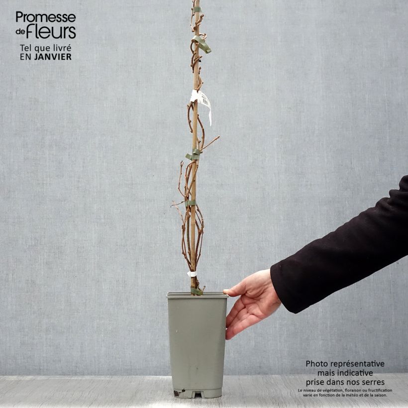 Kiwi Actinidia chinensis Golden Delight maschio Vaso da 1,5L/2L esemplare consegnato in inverno