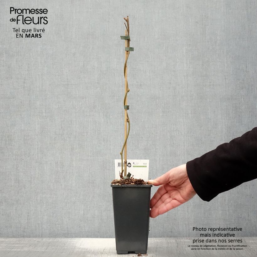 Kiwi Actinidia chinensis Golden Delight maschio Vaso da 1,5L/2L esemplare consegnato in primavera