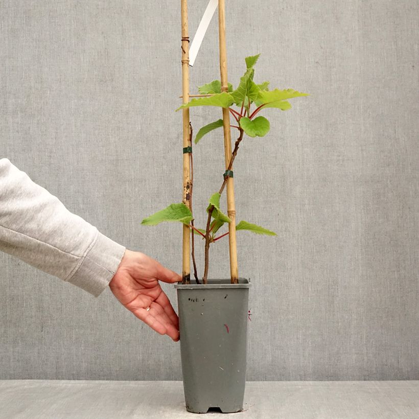 Kiwi Actinidia deliciosa Kiwi Gold Vaso da 1,5L/2L esemplare consegnato in primavera