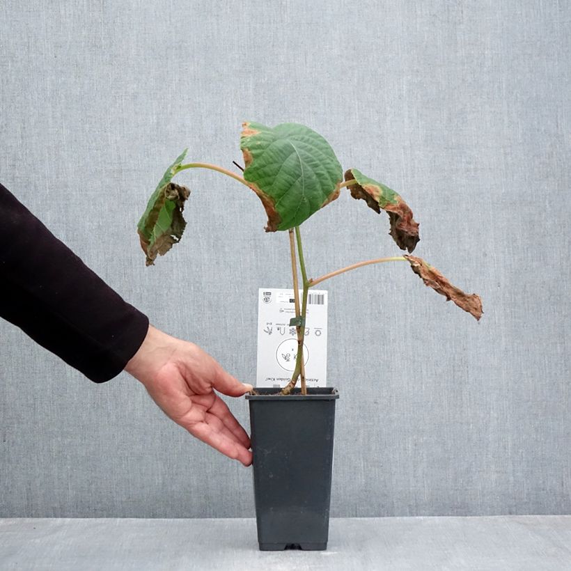 Esemplare di Kiwi Actinidia deliciosa Kiwi Gold Vaso da 2L/3L come consegnato in autunno