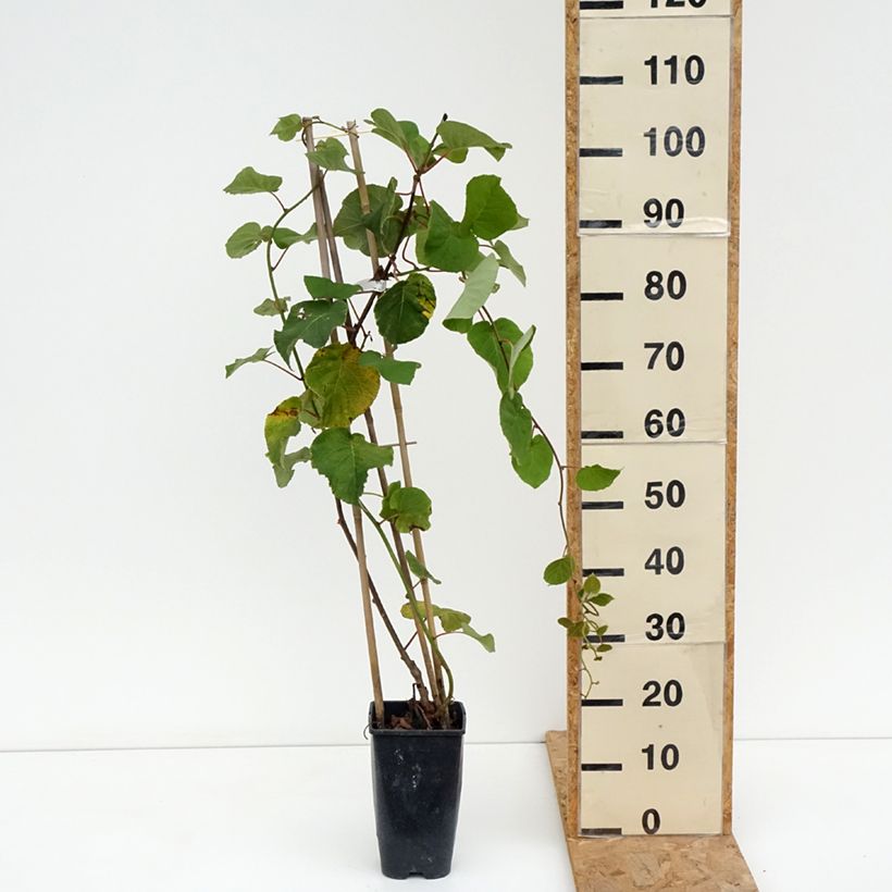 Esemplare di Kiwi Actinidia deliciosa Kiwi Gold Vaso da 1,5L/2L consegnato in estate