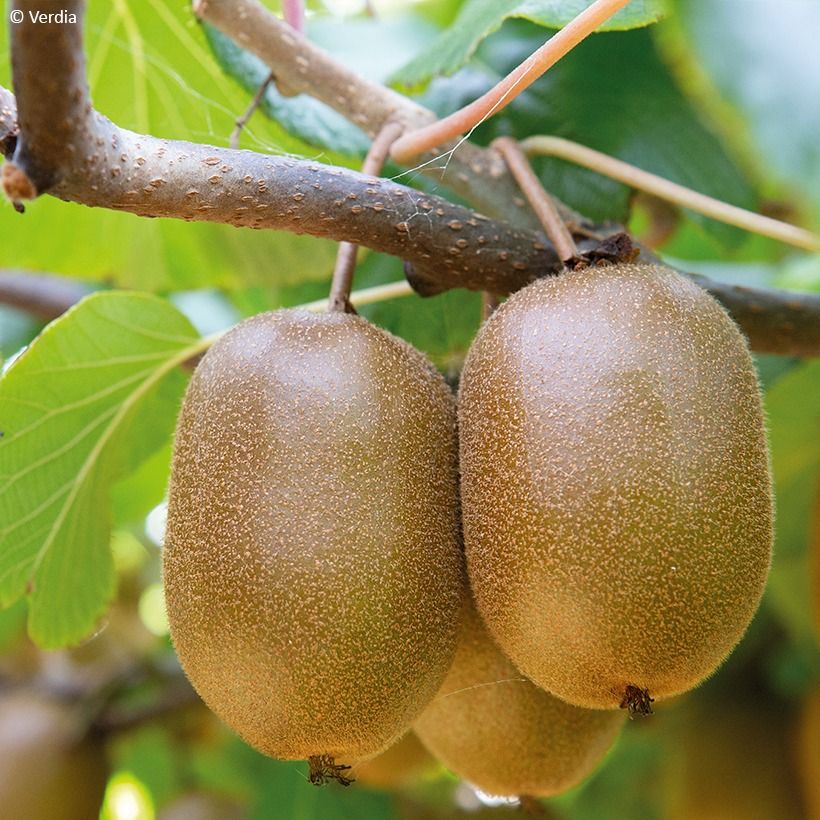 Duo di kiwi gialli kiw'Happy maschio e femmina riuniti in un vaso (Raccolta)