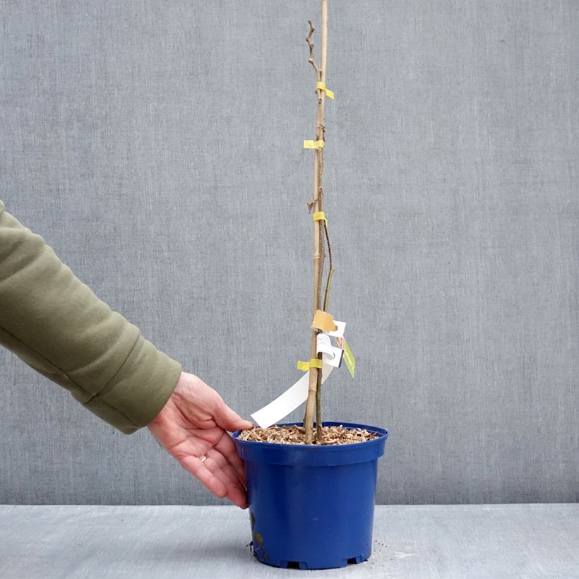 Kiwi Actinidia deliciosa kiw'Happy (feminna) Vaso da 2L/3L esemplare consegnato in inverno