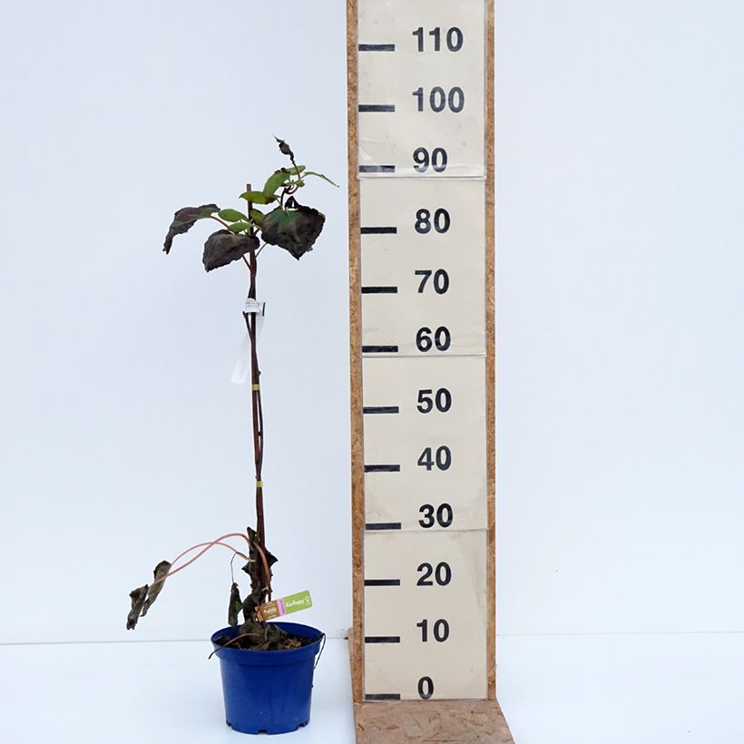 Esemplare di Kiwi Actinidia deliciosa kiw'Happy (feminna) Vaso da 2L/3L come consegnato in autunno