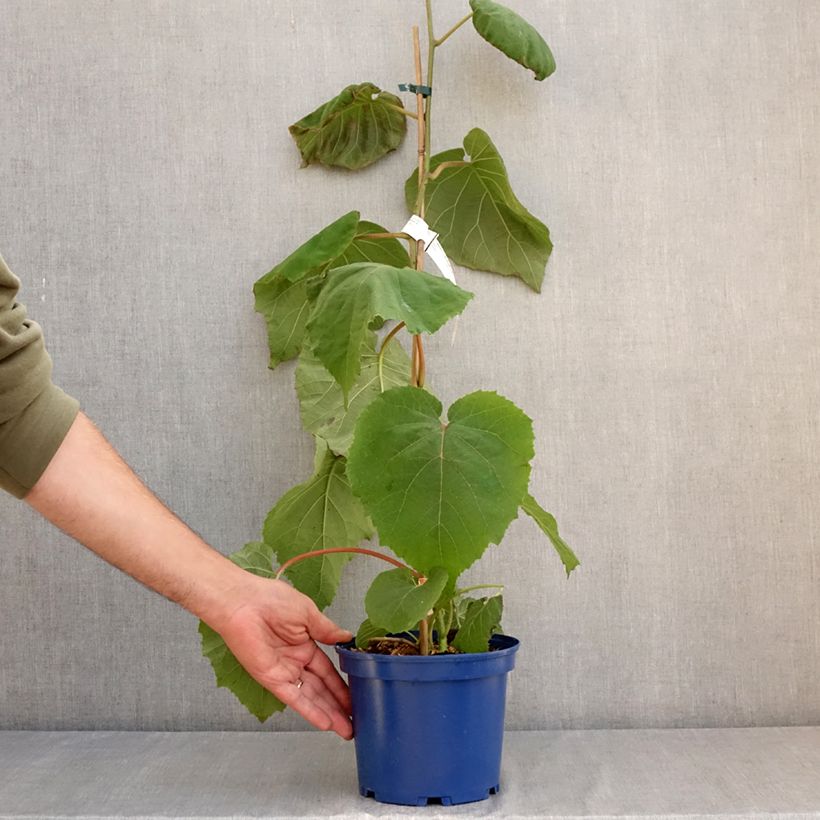 Esemplare di Kiwi Actinidia deliciosa kiw'Happy (maschio) Vaso da 2L/3L consegnato in estate