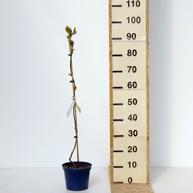 Kiwi Actinidia deliciosa kiw'Happy (maschio) Vaso da 2L/3L esemplare consegnato in primavera