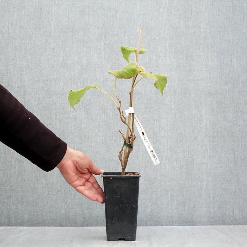 Esemplare di Kiwi Actinidia chinensis Minkigold Vaso da 1,5L/2L come consegnato in autunno
