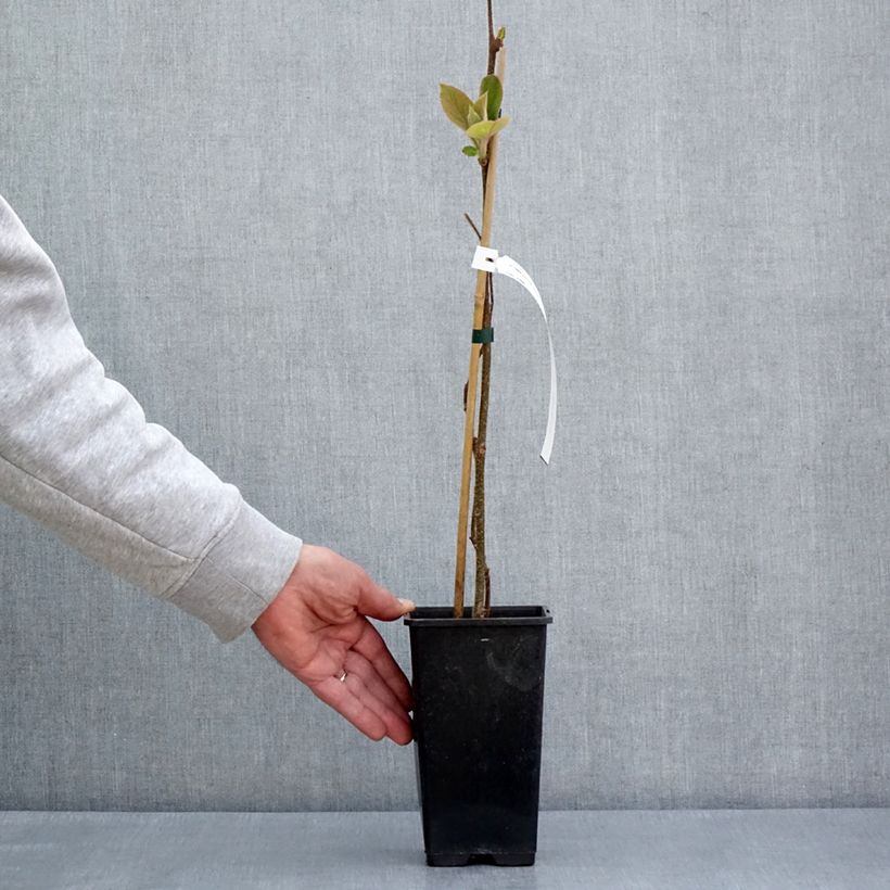 Kiwi Actinidia chinensis Minkimale Vaso da 1,5L/2L esemplare consegnato in primavera