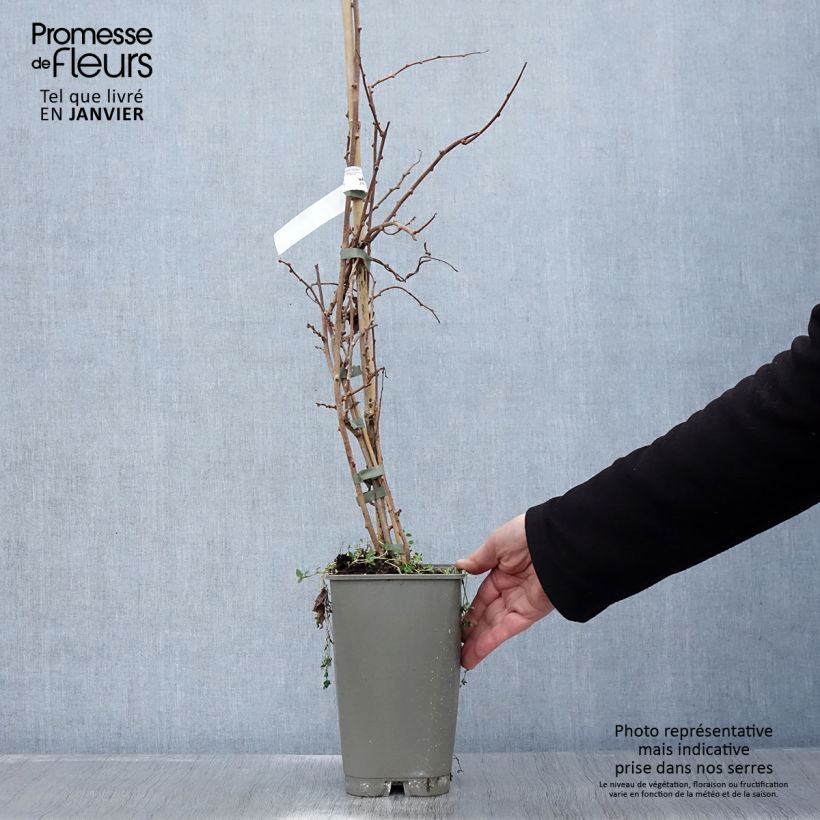 Mini kiwi Actinidia arguta Bingo (Feminna) Vaso da 2L/3L esemplare consegnato in inverno