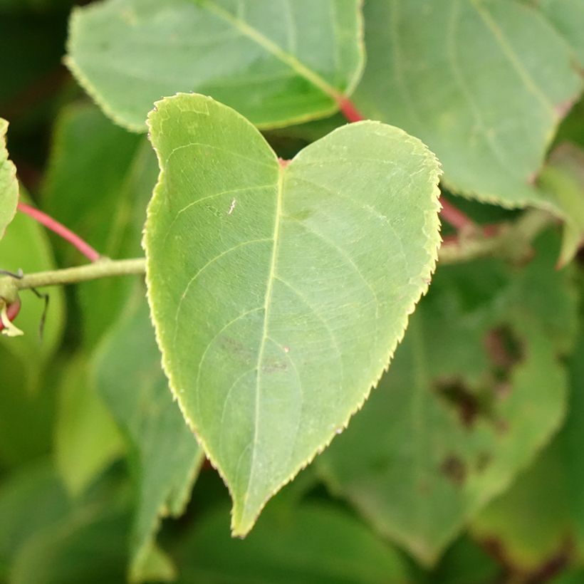 Mini kiwi Actinidia arguta Bingo (Feminna) (Fogliame)