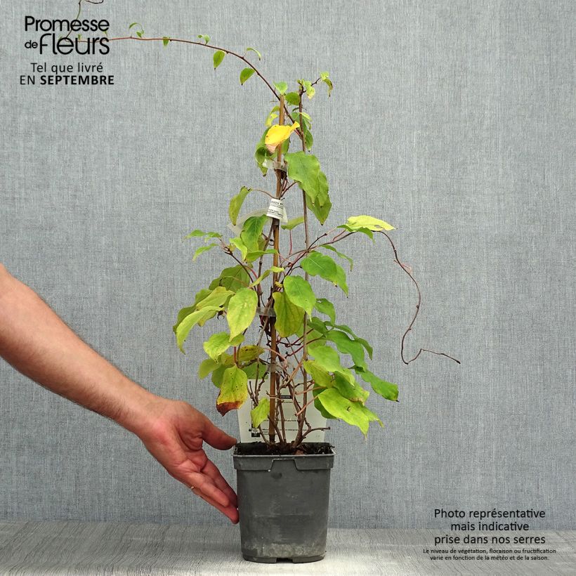 Esemplare di Mini kiwi Actinidia arguta Prince Jumbo  (maschio) Vaso da 1,5L/2L come consegnato in autunno