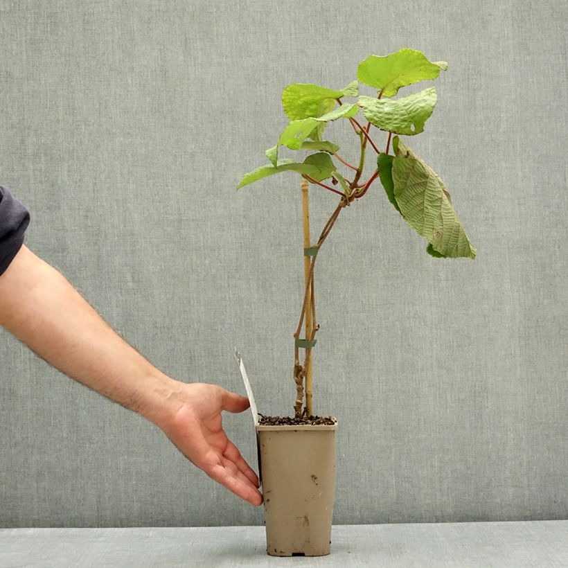 Esemplare di Kiwi Actinidia deliciosa Koryoku (femmina) Vaso da 1,5L/2L consegnato in estate