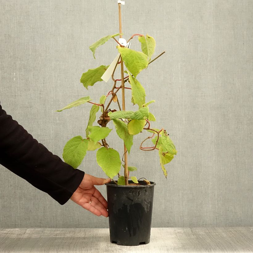 Esemplare di Kiwi Actinidia deliciosa Belen Vaso da 2L/3L come consegnato in autunno