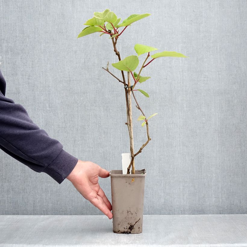 Kiwi Actinidia deliciosa Petit Homme Vaso da 2L/3L esemplare consegnato in primavera