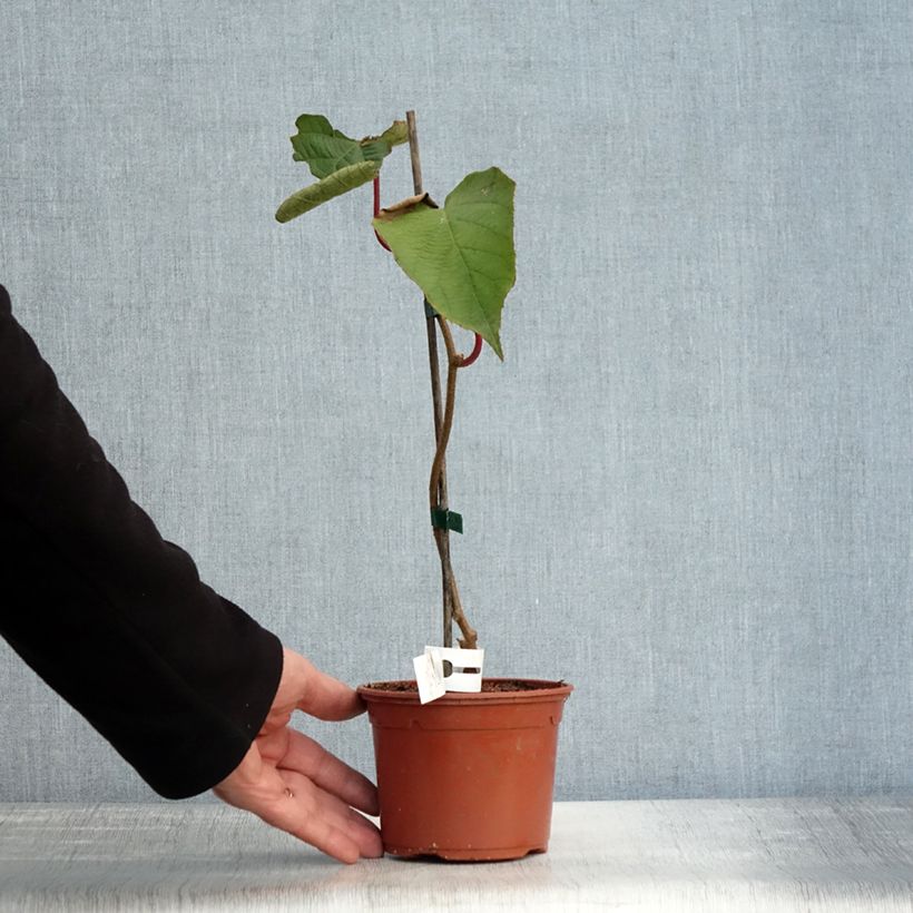 Esemplare di Kiwi Actinidia chinensis Solissimo Vaso da 1L/1,5L come consegnato in autunno