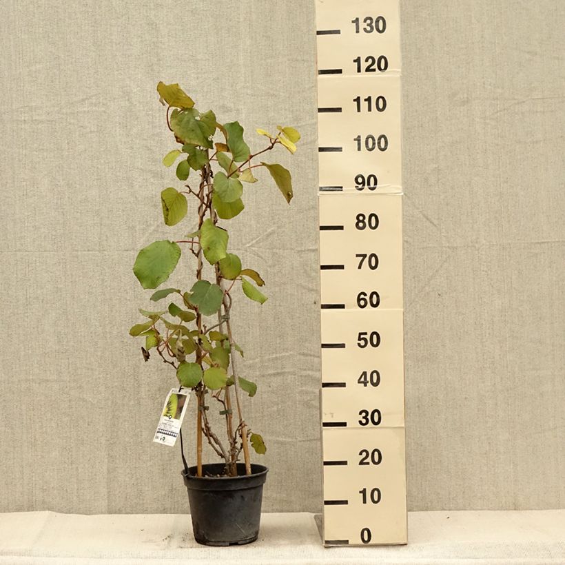 Esemplare di Kiwi Actinidia chinensis Solissimo Vaso da 4L/5L come consegnato in autunno