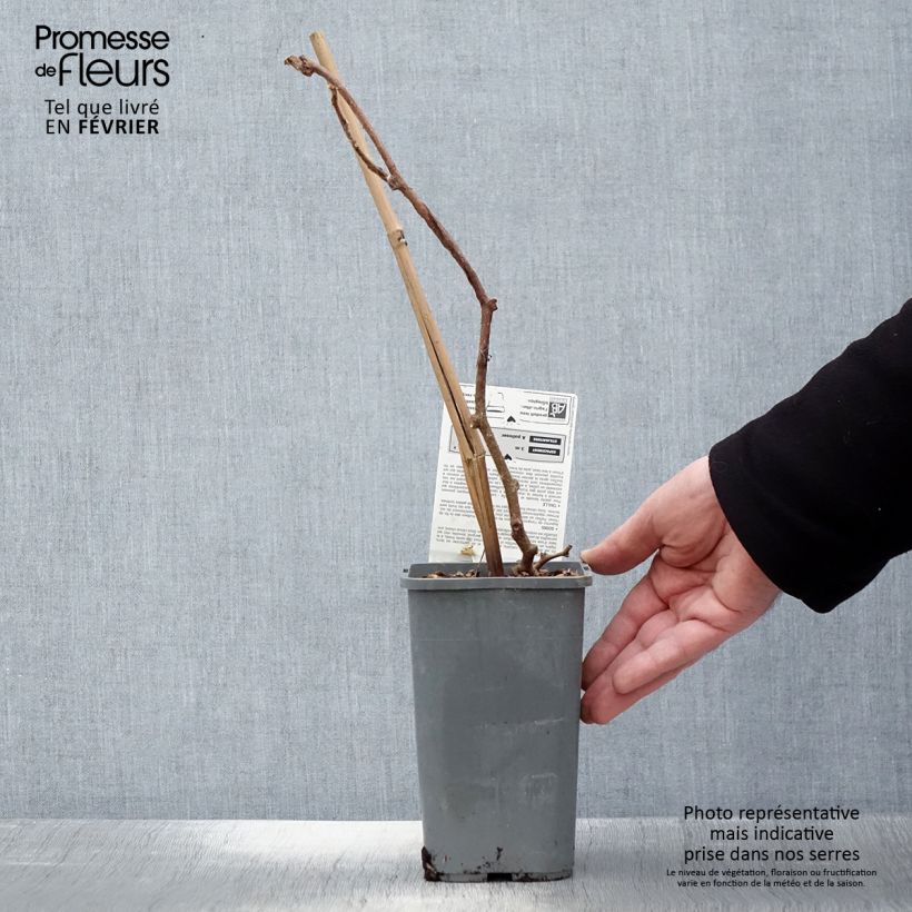 Kiwi Actinidia chinensis Solissimo Bio Vaso da 1,5L/2L esemplare consegnato in inverno