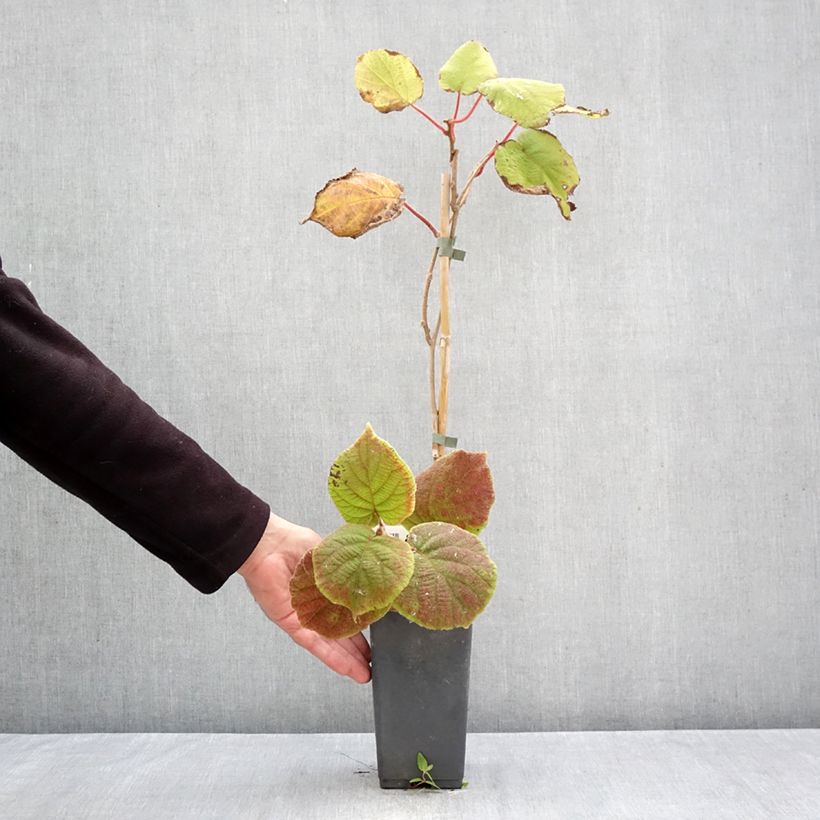 Esemplare di Kiwi Actinidia deliciosa Tomuri (maschio) Vaso da 2L/3L come consegnato in autunno