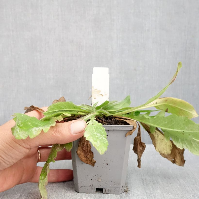 Esemplare di Knautia arvensis - Ambretta comune Vasetto da 8/9 cm come consegnato in autunno