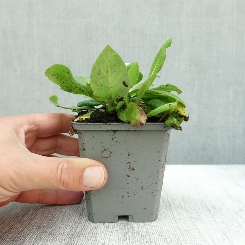 Esemplare di Knautia macedonica Mars Midget Vasetto da 8/9 cm come consegnato in autunno