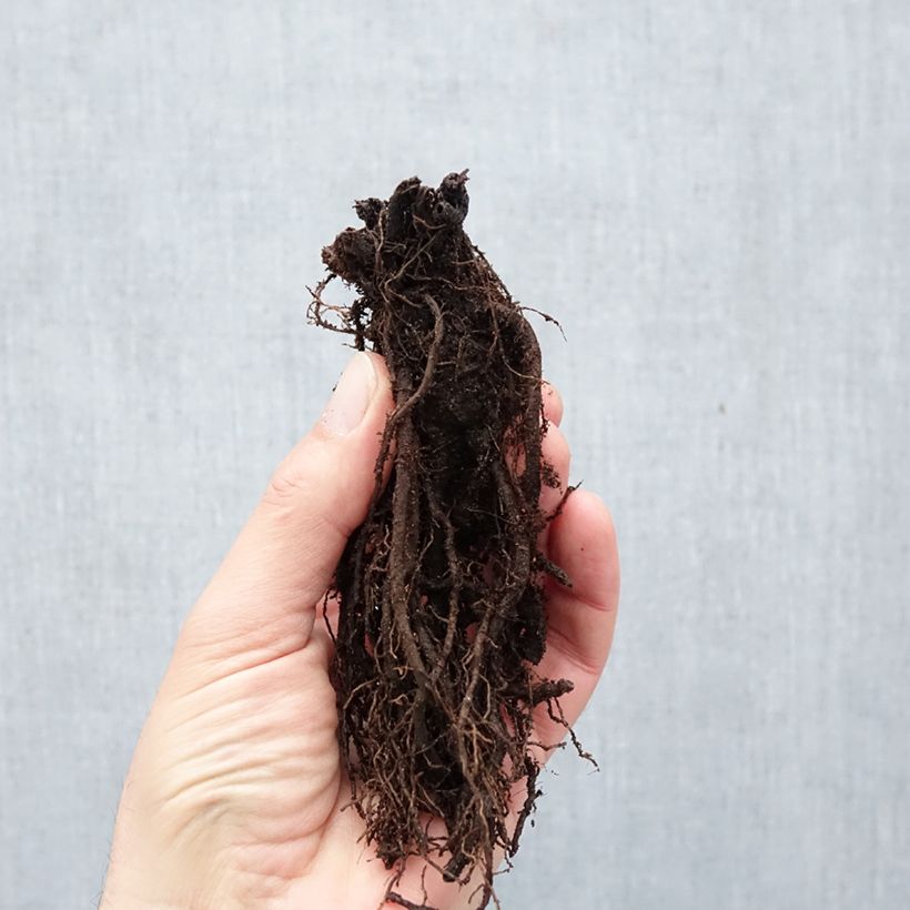 Knautia macedonica Mars Midget Piante piccole a radice nuda esemplare consegnato in inverno